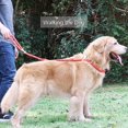 thumbnail image 5 of Dog Lasso Training Leash Correa reflectante para pequeño, mediano, grande, 11 Feliz Sencillez, 5 of 5