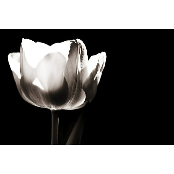 Posterazzi DPI1827661LARGE Tulip Poster Print by Chris & Kate Knorr, 36 x 24 - Large