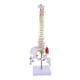 thumbnail image 5 of Modelo de vertebral humana Baoblaze con soporte 45 cm, 5 of 8