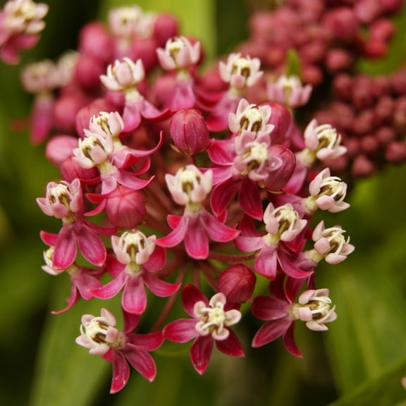 Van Zyverden Asclepias Soulmate Support the Monarchs Set of 3 Plant Roots Pink Full Sun Perennial Fragrant 1 lb