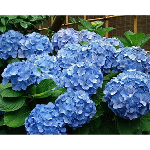 Hydrangea Arborescens Blue 2 25 Inch Starter Plant Walmart Com Walmart Com