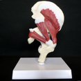 thumbnail image 2 of Human Hip Joint Model With Muscles For Teaching Anatomy Model, 2 of 4