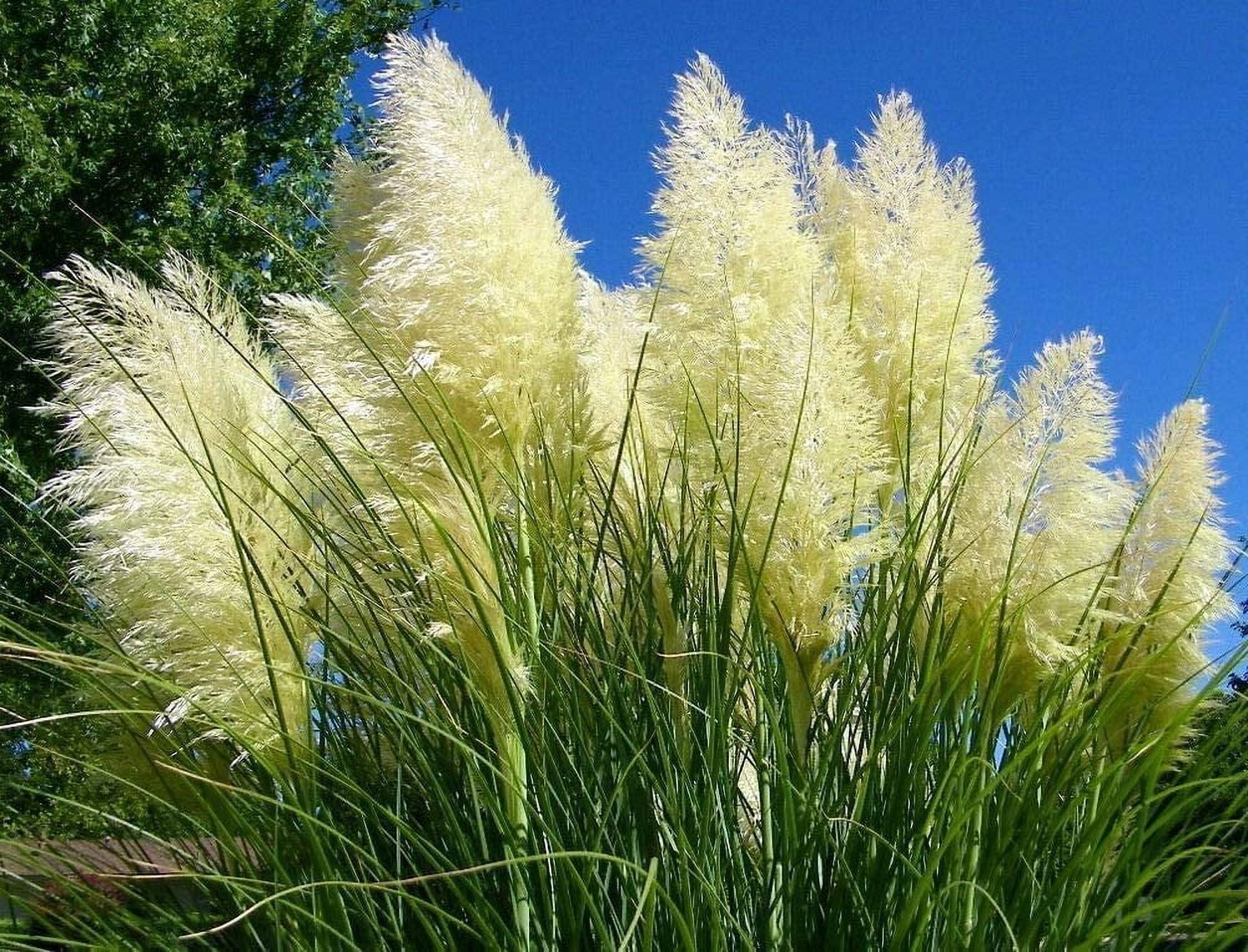 Pampas Grass  Cortaderia Selloana  3 Live Plants  Flowering Ornamental Foliage