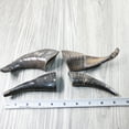 thumbnail image 3 of 4 Small Polished Goat Horns #604-2 Natural Colored, 3 of 5
