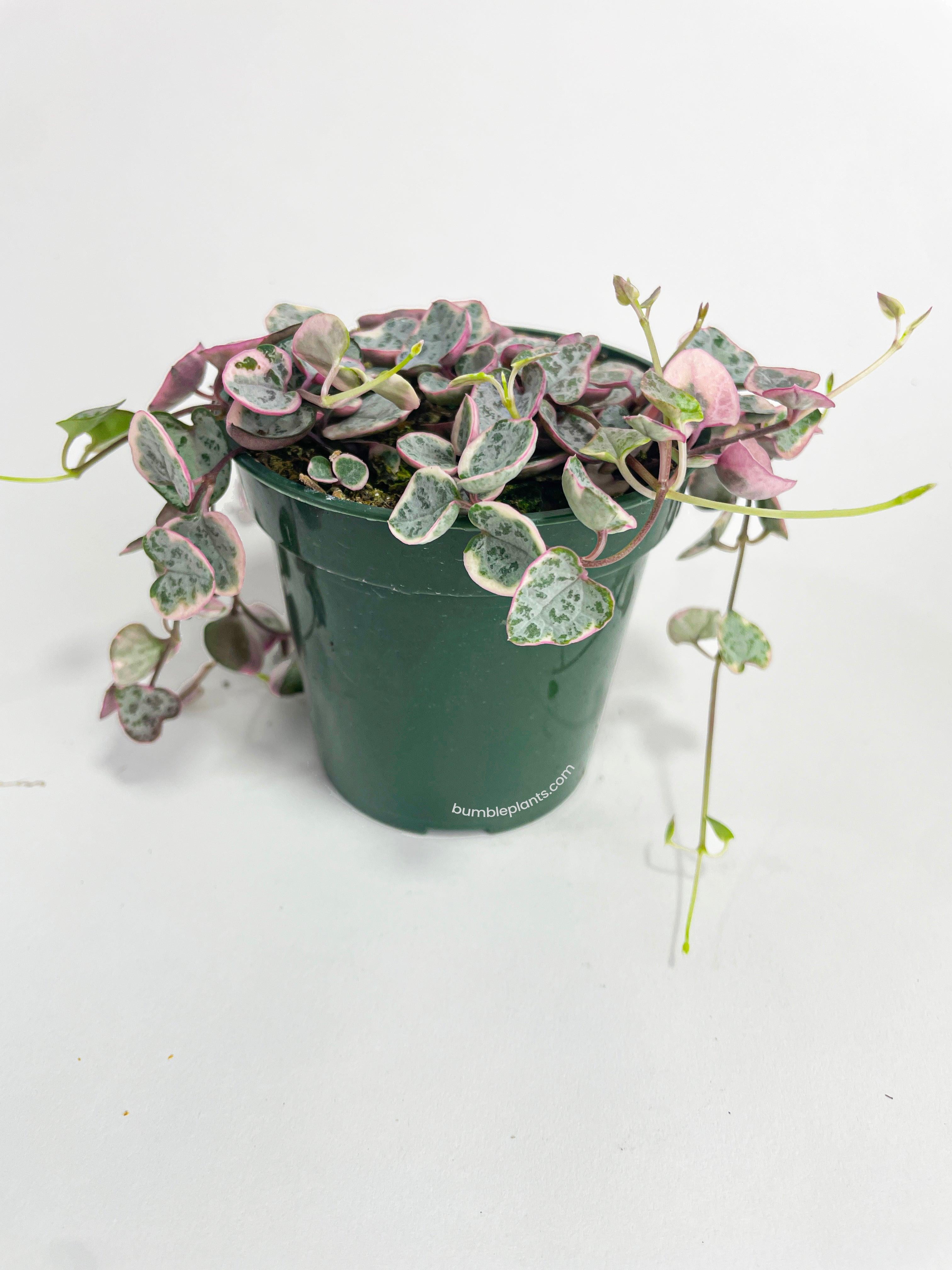 Variegated String of Hearts Succulent - Live Air-Purifying Indoor Plant in Nursery Pot – Easy Care, Low Maintenance Houseplant for Home & Office Decor, Natural Air Cleaner, Best for Beginners (4"Pot)
