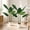 2P-White (Upgraded Pot), variant on Easy4Home 5.3FT Artificial Plant Fake Tropical Palm Tree Potted Indoor Faux Floor Plant for Home Office Decor, White Pot