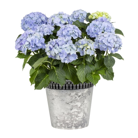 Better Homes & Gardens 1.25gal Blue Hydrangea Live Annual Plant Decorative Pot Sun