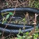 thumbnail image 4 of Nakimo Juguete de Serpiente Falsa de Goma Realista Mamba de 50 Pulgadas para Accesorios de jardín y Broma práctica, 4 of 5