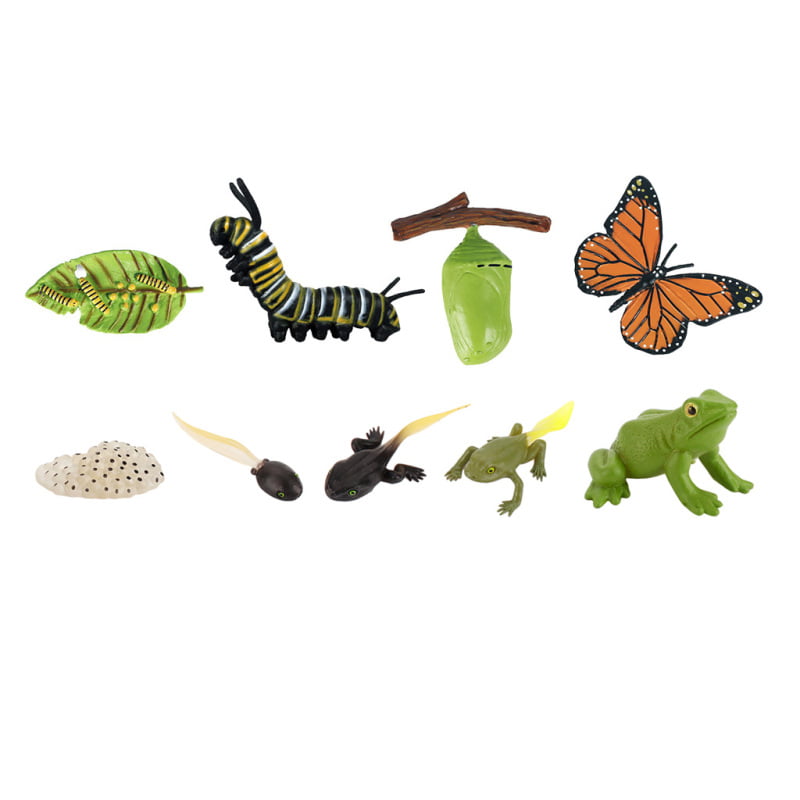 Details about   Plastic Insect Growth Stage Lifelike Butterfly Life Cycle Model Play Set for 