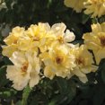 3 Gal. Lemon Drift Rose Bush Drought Tolerant Showy Flowers