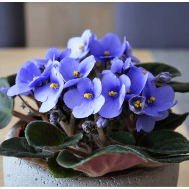 Light Blue Africa Violets Live Plant for Planting Indoor Outdoor, Light Blue Blooming Violet, Africa Violet Flowers, 4 Inch Pot