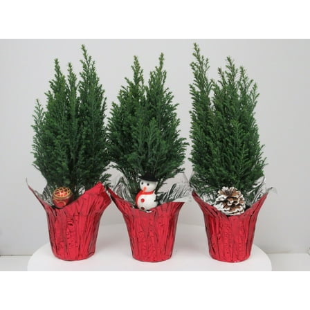 15.68OZ Elwoodii in Pot Cover