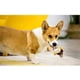 thumbnail image 4 of Dog Toys Plush Friends Puffy Animal donkey, 4 of 5