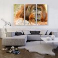 thumbnail image 2 of ARTCANVAS Orangutan Monkey Home decor Canvas Art Print - Size: 60" x 40" (0.75" Deep) (3-Piece), 2 of 9