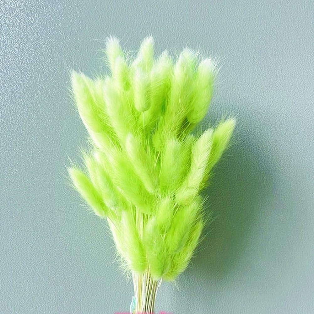 Natural Dried Bunny Tail Grass Real Flower Eternal Flower Lagurus Ovatus Dry Grass Dried Flowers Pampas Grass Bouquet Rabbit Tail Grass Stems forHome Decor and Fall Theme Decorati(7"/White)