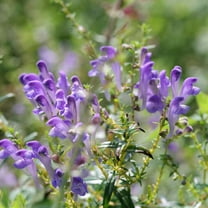 Skullcap Seeds - Baical Skullcap Herb Seed - 200 Seeds