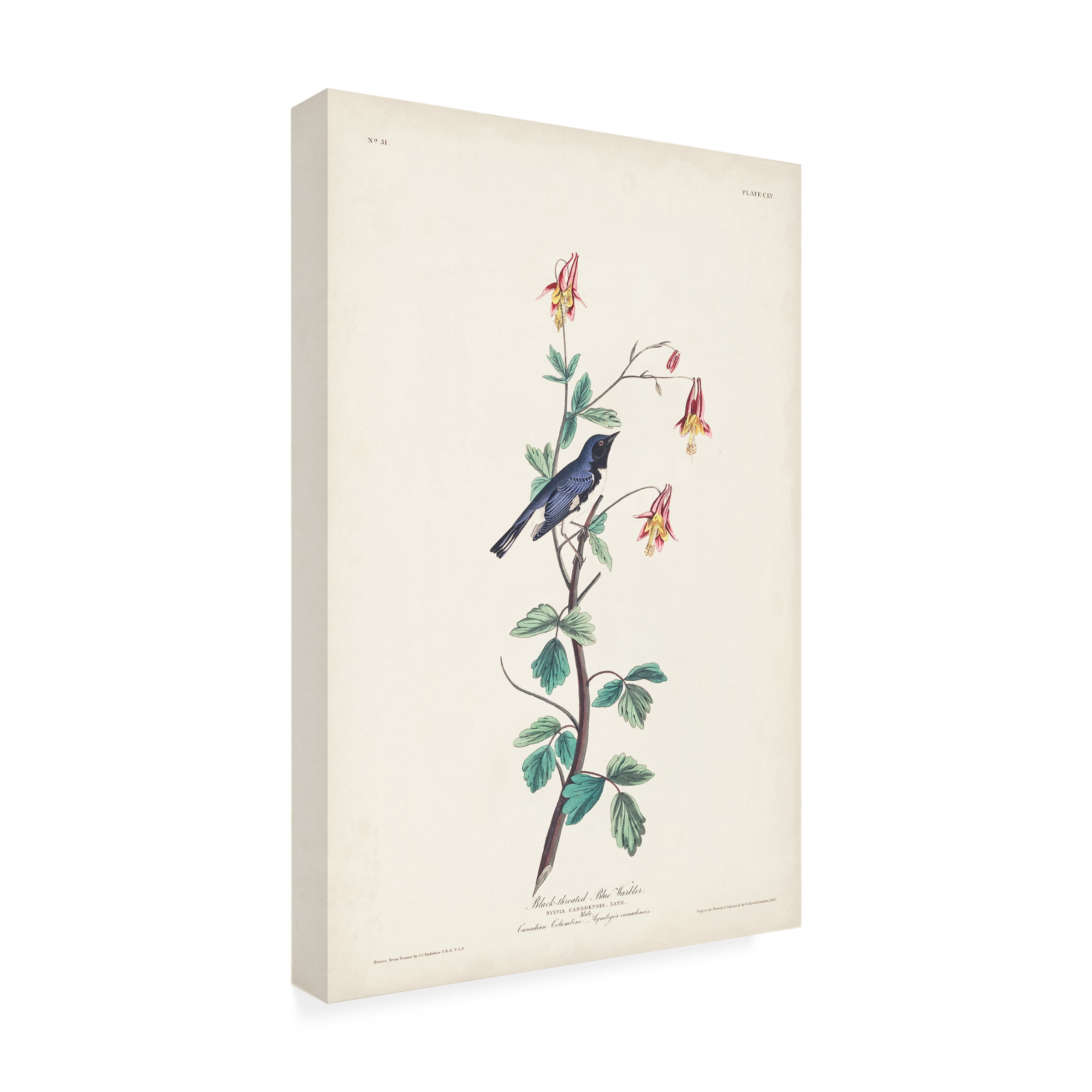 John James Audubon 'Black Throated Blue Warbler' Canvas Art