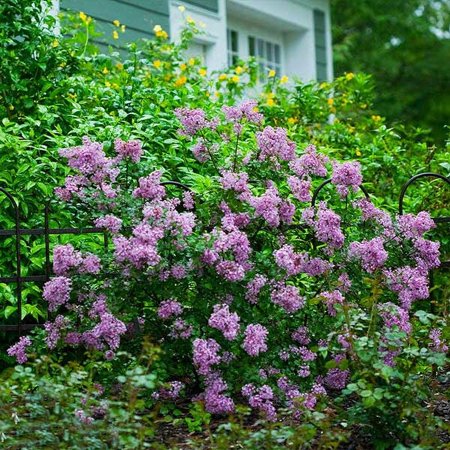 Brighter Blooms - Bloomerang Lilac Shrub, 3 gal. - No Shipping To AZ