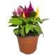thumbnail image 2 of planta celosia 5", 2 of 6