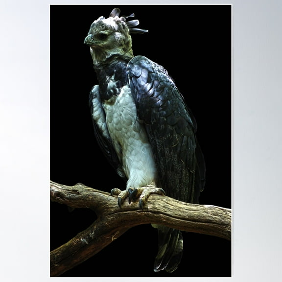 Harpy Eagle Poster, 8x12 UNFRAMED
