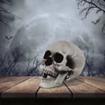 thumbnail image 6 of QLUEWX Realistic Halloween Skull Decorations, 3 Sizes Vintage Skeleton Head with Movable Jaw, Spooky Skull Ornament for Indoor Outdoor Halloween Party Haunted House Decor, 6 of 6