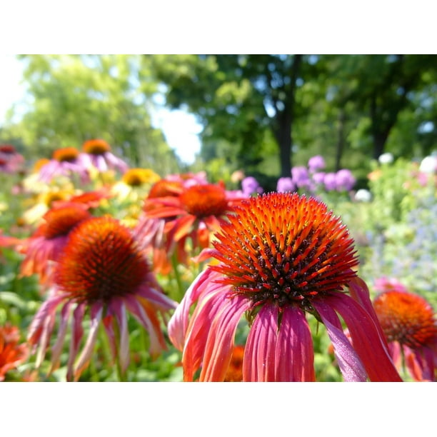 Ornamental Plants K A A Pvir G Colorful Flower Echinacea 12 Inch By 18 Inch Laminated Poster With Bright Colors And Vivid Imagery Fits Perfectly In Many Attractive Frames Walmart Com Walmart Com