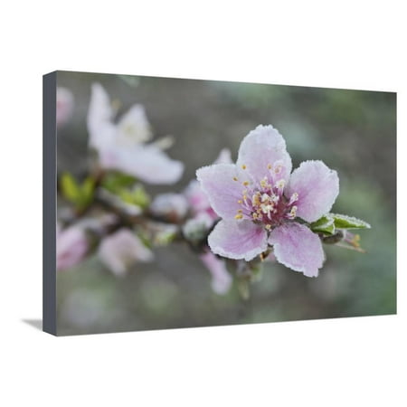 Peach tree frost covered blossom, Texas, USA Stretched Canvas Print Wall Art By Rolf
