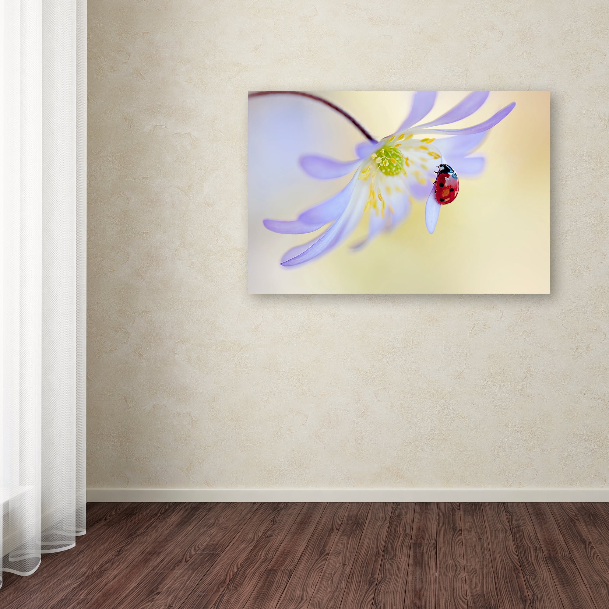 Trademark Fine Art 'Anemone Lady' Canvas Art by Jacky Parker