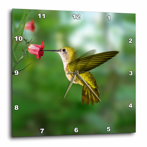 3dRose Hummingbird Wall Clock, 10 by 10inch