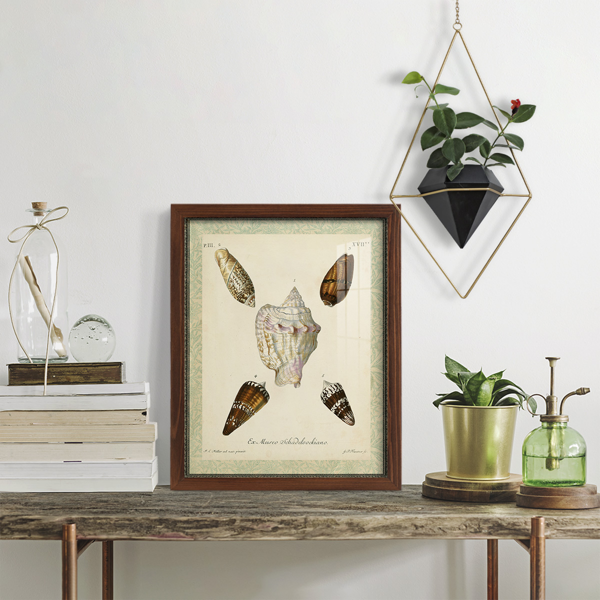 Bookplate Shells IV - Framed Print w/glass - Chestnut