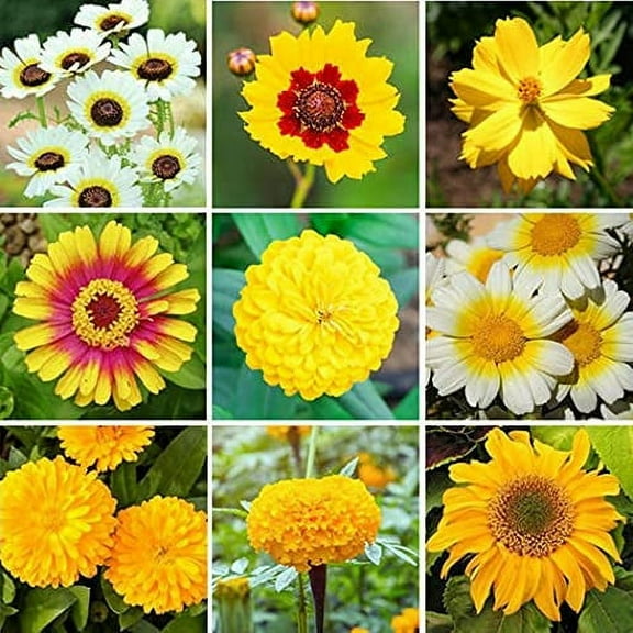 CZ Grain 200 Mellow Yellow Wildflower Mix Flower Seeds