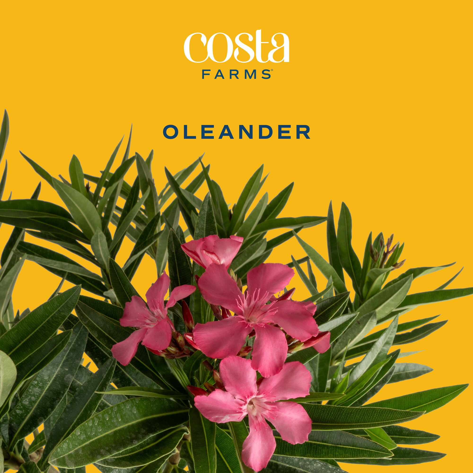 Island Blooms by Costa Farms 28" Tall Oleander Standard Direct Sunlight, Live Flowering Outdoor Plant