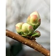 thumbnail image 5 of Flowering Quince 'Toyo Nishiki', 5 of 7