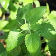 thumbnail image 4 of Bonnie Plants Catnip 19.3 oz. 2-Pack, 4 of 12