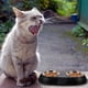 thumbnail image 4 of Plato de comida de acero inoxidable para mascotas, gato, gatito, perro, antideslizante, desmontable, 4 of 5