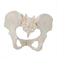 thumbnail image 1 of 1:1 Female Pelvis Model,Life Size Female Pelvic Skeleton Model, Anatomy Model for Science Education, 1 of 5