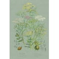 thumbnail image 2 of Wild Apple Portfolio 23x32 White Modern Wood Framed Museum Art Print Titled - Flowering Plants II Green Linen, 2 of 4