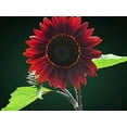thumbnail image 5 of 1,000+ Sunflower Seeds for Planting - Jumbo Mix Pack - 15+ Varieties - (Helianthus annuus) - Non-GMO Seeds, 5 of 5