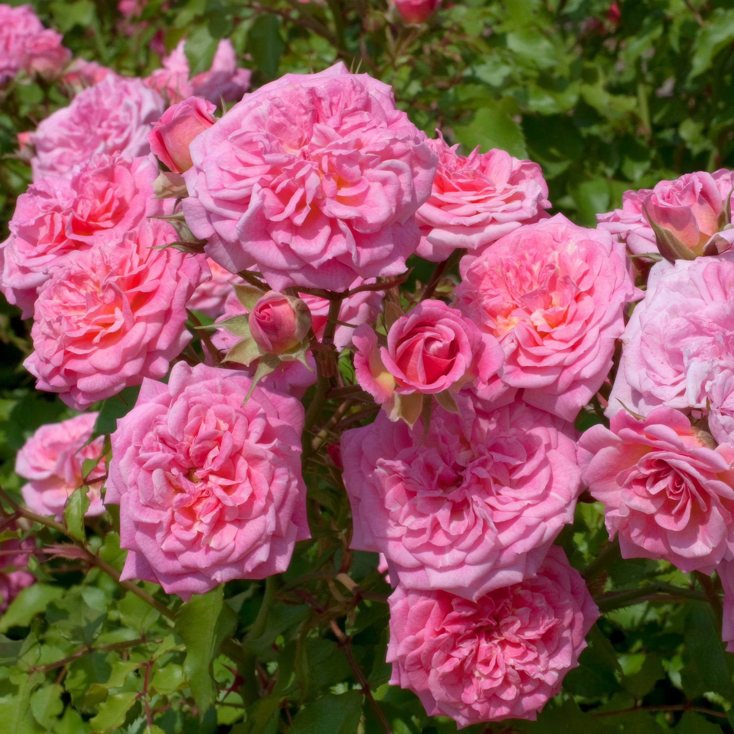 3 gal Drift Rose Sweet with Pink Flowers