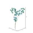 thumbnail image 3 of Vickerman 13.5-17" Light Blue Dried Cara Blossom Bundle, Preserved., 3 of 7