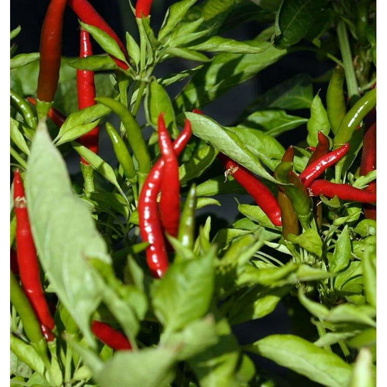 Pepper, Hot, Big Thai Hybrid Burpee, 56% OFF