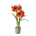 thumbnail image 1 of Amaryllis Orange Souvereigen 1 bulb, 1 of 1