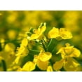thumbnail image 2 of 1000 Dwarf ESSEX RAPE KALE Brassica Napus Vegetable Seeds, 2 of 10