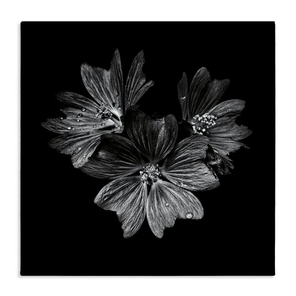 Stupell Industries Blossom Trio on Black Plants & Flowers Photography Wrapped Canvas Art Print Wall Art, 17 x 17