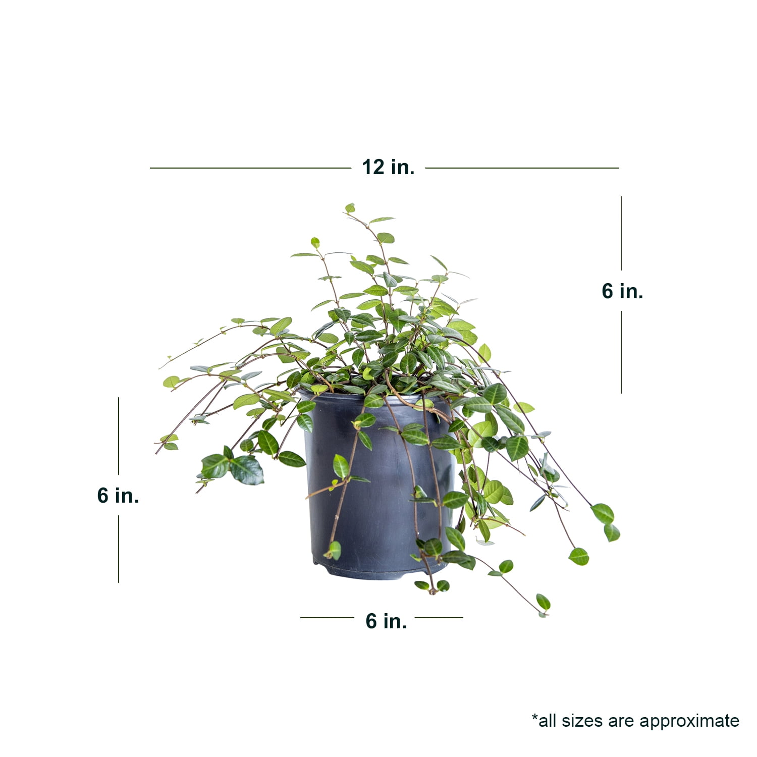 Jasmine f85bf125-f9a6-4886-abd9-