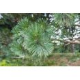 thumbnail image 3 of Expert Gardener 3.25G Pine Austrian Evergreen Live Plants Full Sun Green, 3 of 5