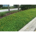 thumbnail image 5 of EcoTurf Perennial Peanut Grass - 30 Live Plants - Arachis Glabrata - Drought Tolerant Low Maintenance Ground Cover, 5 of 9