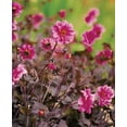 thumbnail image 2 of Fascination Dahlia Bulb - Bronze Leaves/Pink Flowers - #1 Size Root Clump, 2 of 4