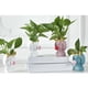 thumbnail image 3 of 2 piezas lindas macetas suculentas de 4 pulgadas, mini caja elegante para plantas para cactus, plantas pequeñas, flores Baoblaze Macetas suculentas 2020 NUEVO, 3 of 8