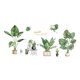 thumbnail image 3 of Pegatinas de pared Soledad plantas PVC 30 cm x 90 cm Estilo C, 3 of 10